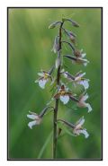 Epipactis palustris