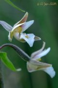 Epipactis palustris