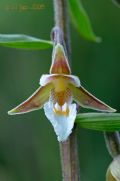 Epipactis palustris