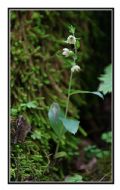 Epipactis pontica