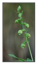 Epipactis pontica