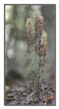 Epipactis purpurata