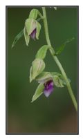 Epipactis thesaurensis