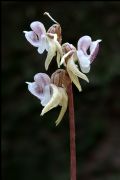 Epipogium aphyllum