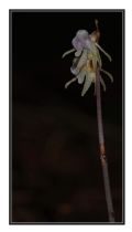 Epipogium aphyllum