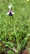 Ophrys bertolonii subsp. explanata