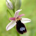 Ophrys bertolonii subsp. explanata
