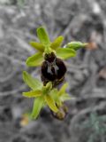 Ophrys sphegodes subsp. sphegodes
