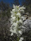 Orchis pauciflora (apocromia)
