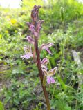 Orchis patens