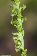 Gennaria diphylla