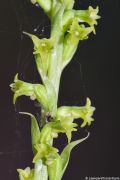 Gennaria diphylla
