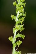 Gennaria diphylla