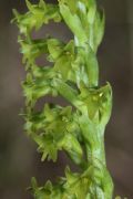 Gennaria diphylla