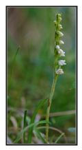 Goodyera repens