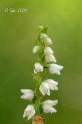 Goodyera repens