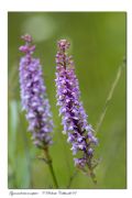Gymnadenia conopsea