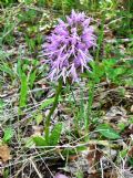 Orchis italica