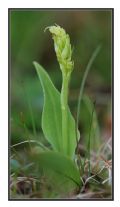 Herminium monorchis