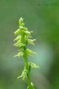 Herminium monorchis