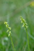 Herminium monorchis