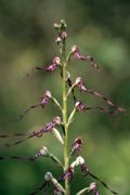 Himantoglossum adriaticum