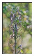 Himantoglossum adriaticum