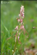 Himantoglossum adriaticum