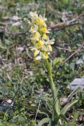 Orchis pauciflora