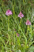 Anacamptis pyramidalis