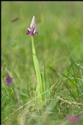 Orchis militaris