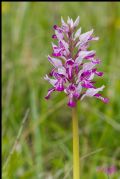 Orchis militaris