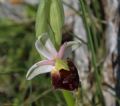 Ophrys biscutella