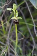 Ophrys parvimaculata