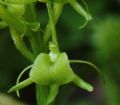 Liparis loeselii