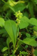 Liparis loeselii