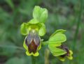 Ophrys archimedea
