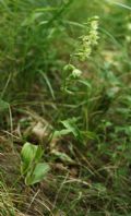Epipactis muelleri