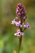 Orchis brancifortii