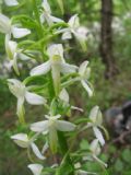 Platanthera bifolia