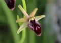 Ophrys promontorii