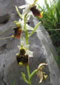 Ophrys pinguis