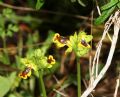 Ophrys sicula