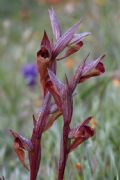 Serapias vomeracea