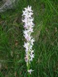 Orchis mascula