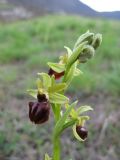 Ophrys sphegodes