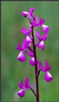 Anacamptis laxiflora