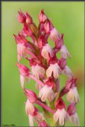 Anacamptis x simorrensis