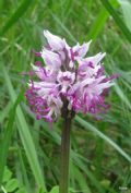 Orchis simia