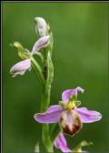 Ophrys apifera